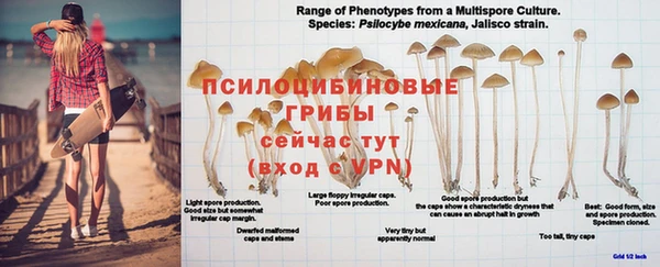 прущие грибы Белоозёрский